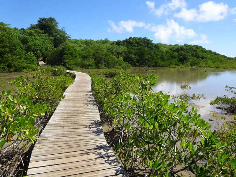 mangrove martinique-opti